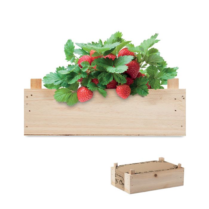STRAWBERRY Saat-Set Erdbeere